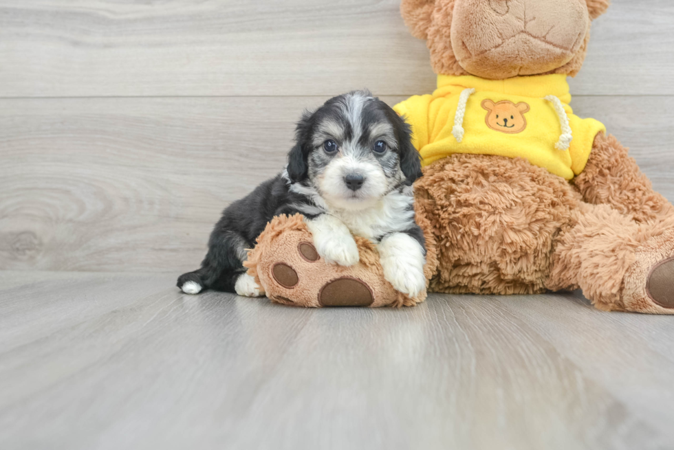 Aussiechon Puppy for Adoption