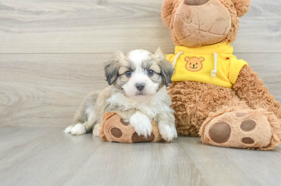 6 week old Aussiechon Puppy For Sale - Premier Pups