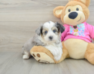 6 week old Aussiechon Puppy For Sale - Premier Pups