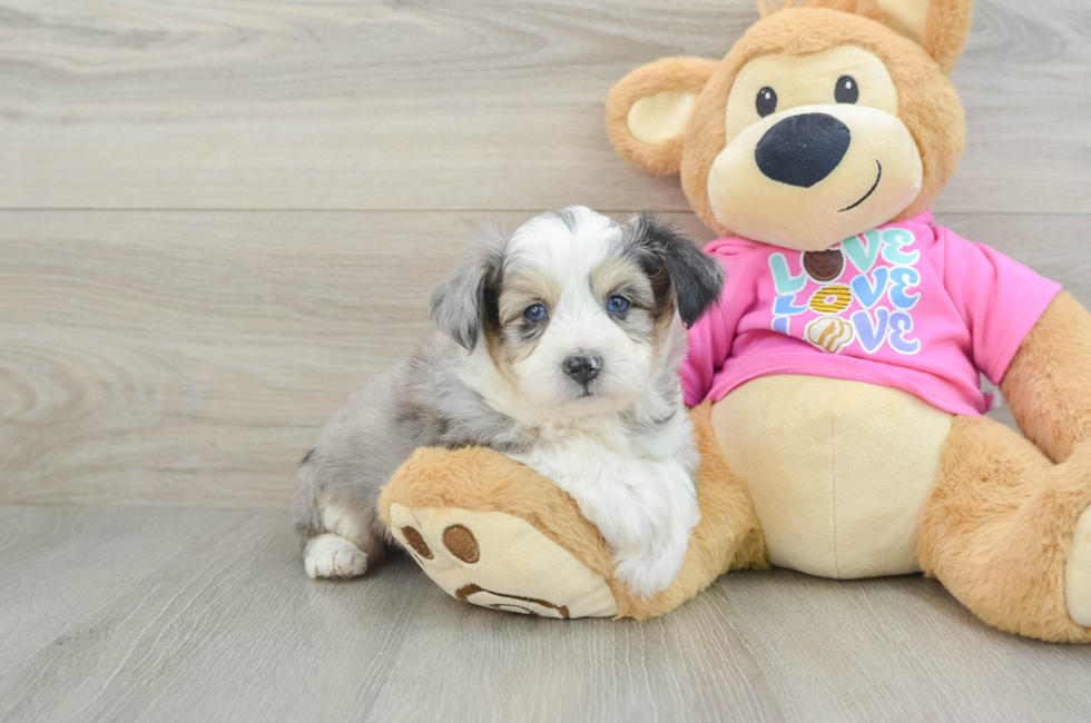 5 week old Aussiechon Puppy For Sale - Premier Pups