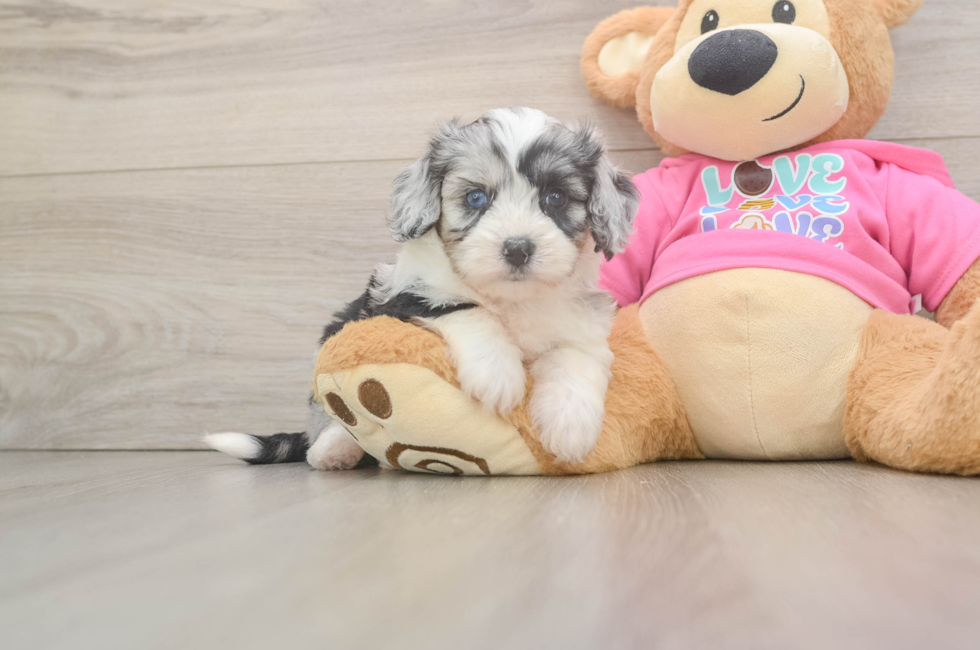 5 week old Aussiechon Puppy For Sale - Premier Pups