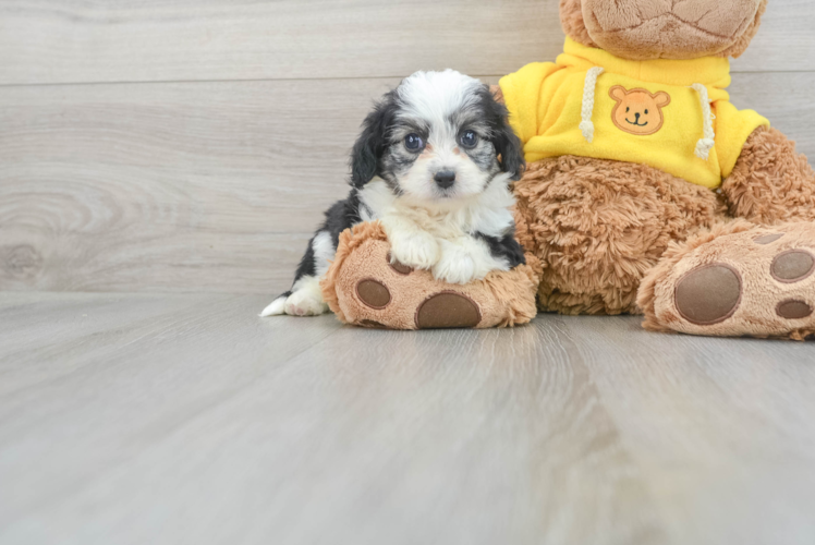 Aussiechon Puppy for Adoption