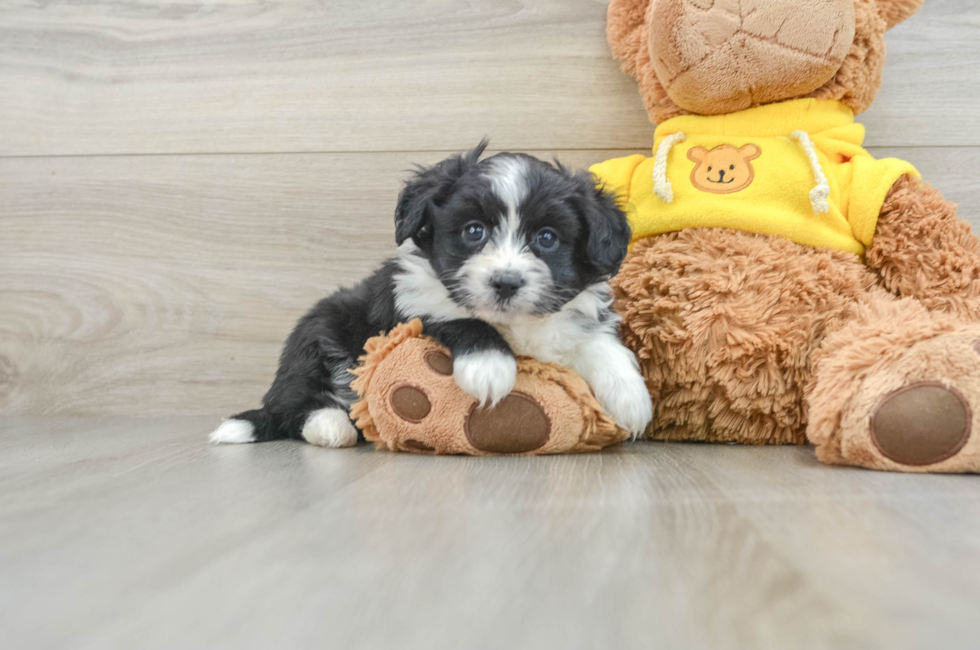 7 week old Aussiechon Puppy For Sale - Premier Pups