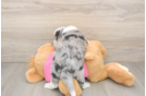 Aussiechon Pup Being Cute