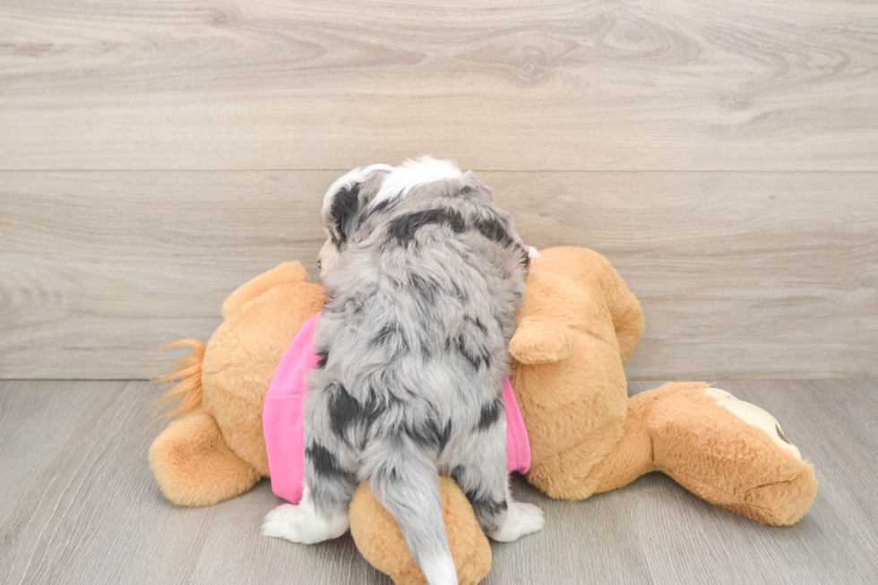 Aussiechon Pup Being Cute