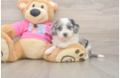 Best Aussiechon Baby