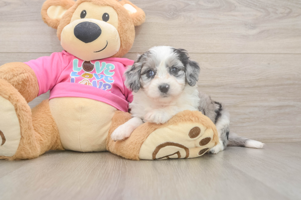 5 week old Aussiechon Puppy For Sale - Premier Pups