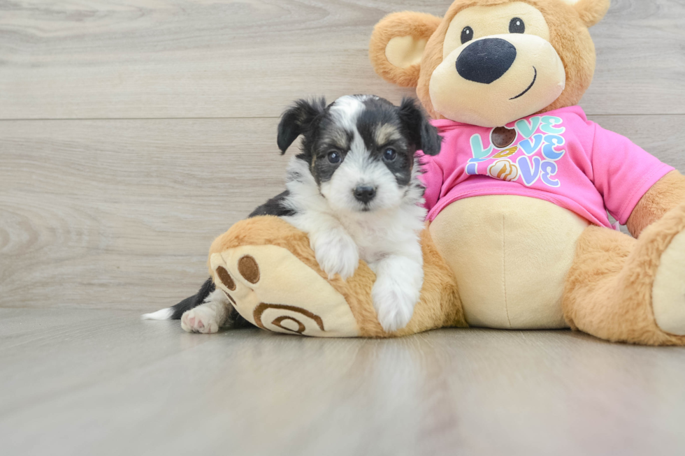 Aussiechon Pup Being Cute