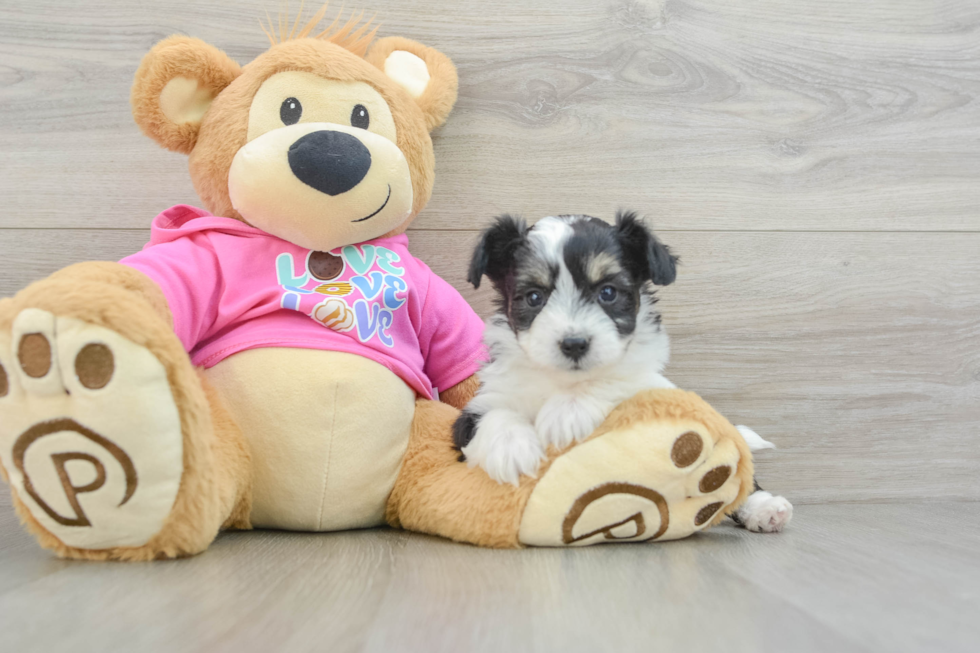 Aussiechon Pup Being Cute