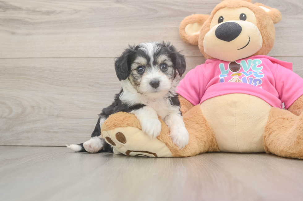 5 week old Aussiechon Puppy For Sale - Premier Pups