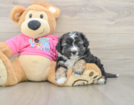 7 week old Aussiechon Puppy For Sale - Premier Pups