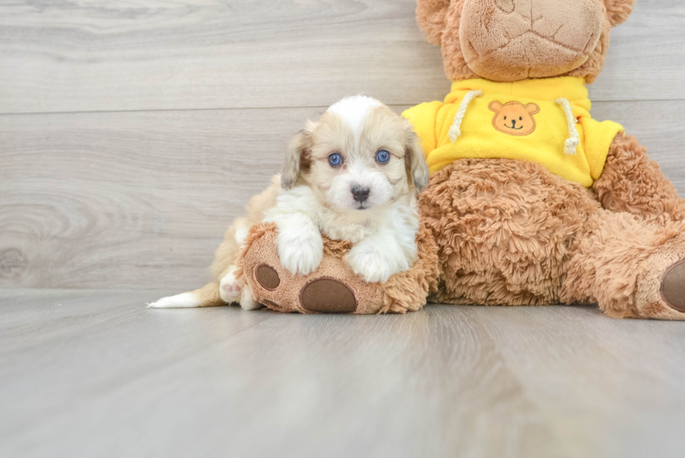 Funny Aussiechon Designer Pup