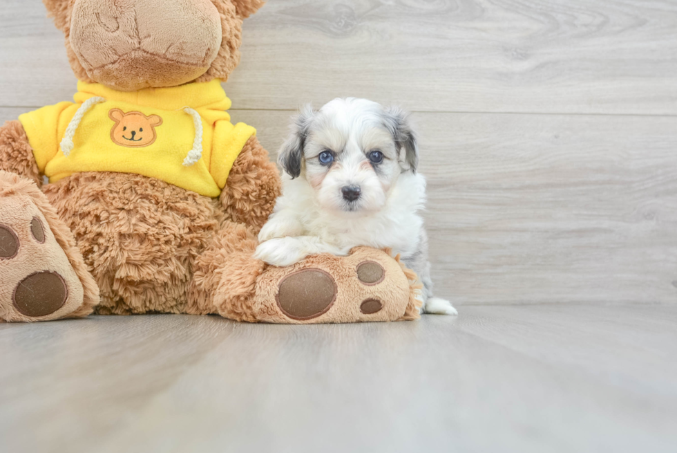 Petite Aussiechon Designer Pup