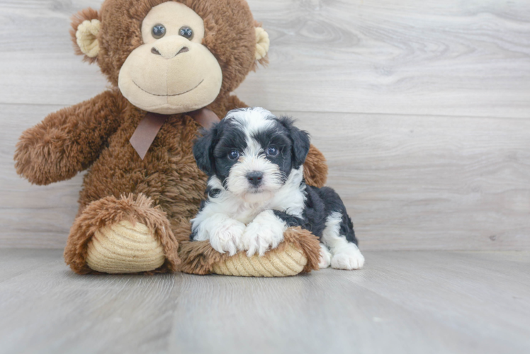 Popular Aussiechon Designer Pup