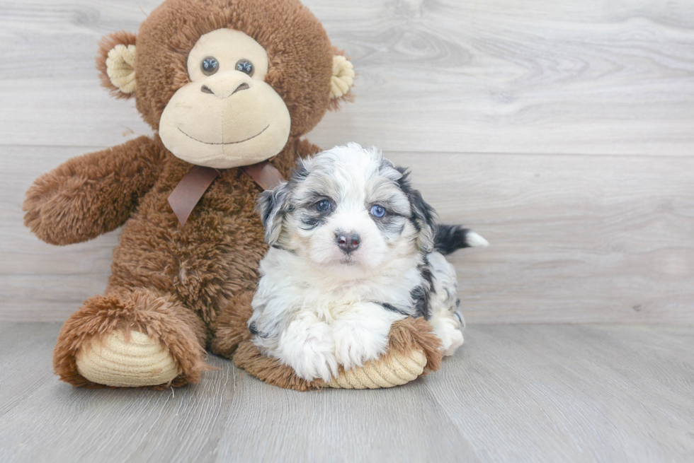 Aussiechon Pup Being Cute