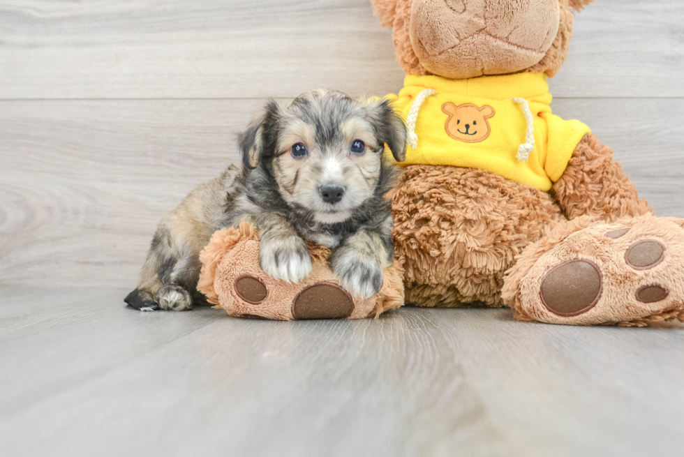 Playful Australian Designer Puppy