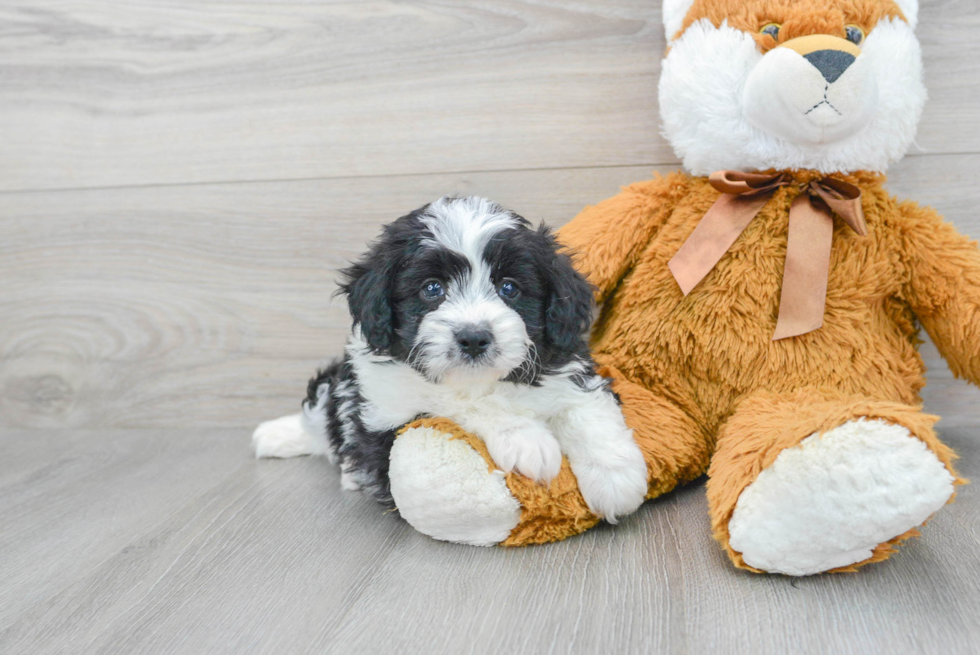 Aussiechon Pup Being Cute