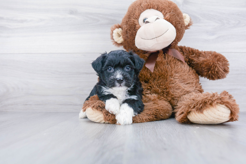 Aussiechon Puppy for Adoption