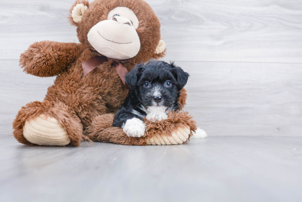 Hypoallergenic Australian Designer Puppy