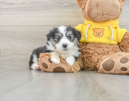 7 week old Aussiechon Puppy For Sale - Premier Pups