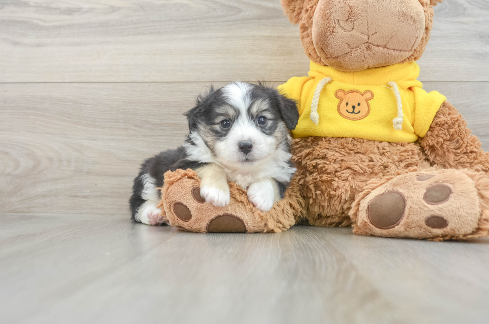 5 week old Aussiechon Puppy For Sale - Premier Pups