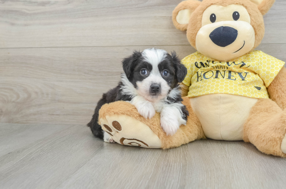 5 week old Aussiechon Puppy For Sale - Premier Pups