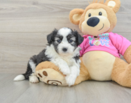 5 week old Aussiechon Puppy For Sale - Premier Pups