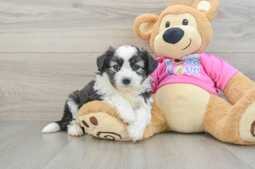5 week old Aussiechon Puppy For Sale - Premier Pups