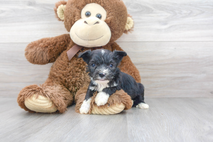 Cute Aussiechon Designer Pup