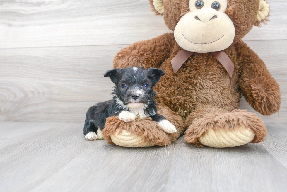 Cute Aussiechon Designer Pup