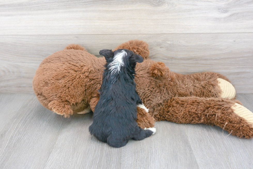 Cute Aussiechon Designer Pup