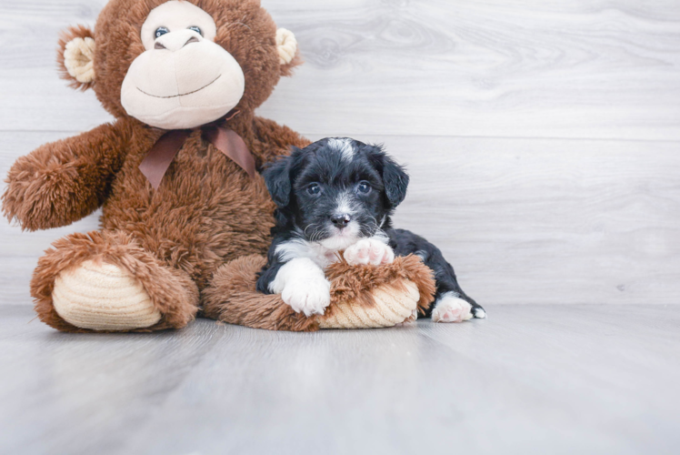 Adorable Australian Designer Puppy