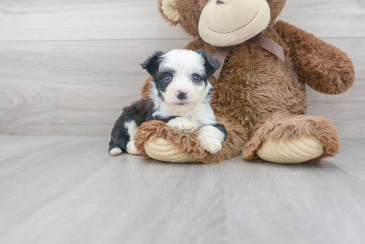Petite Aussiechon Designer Pup