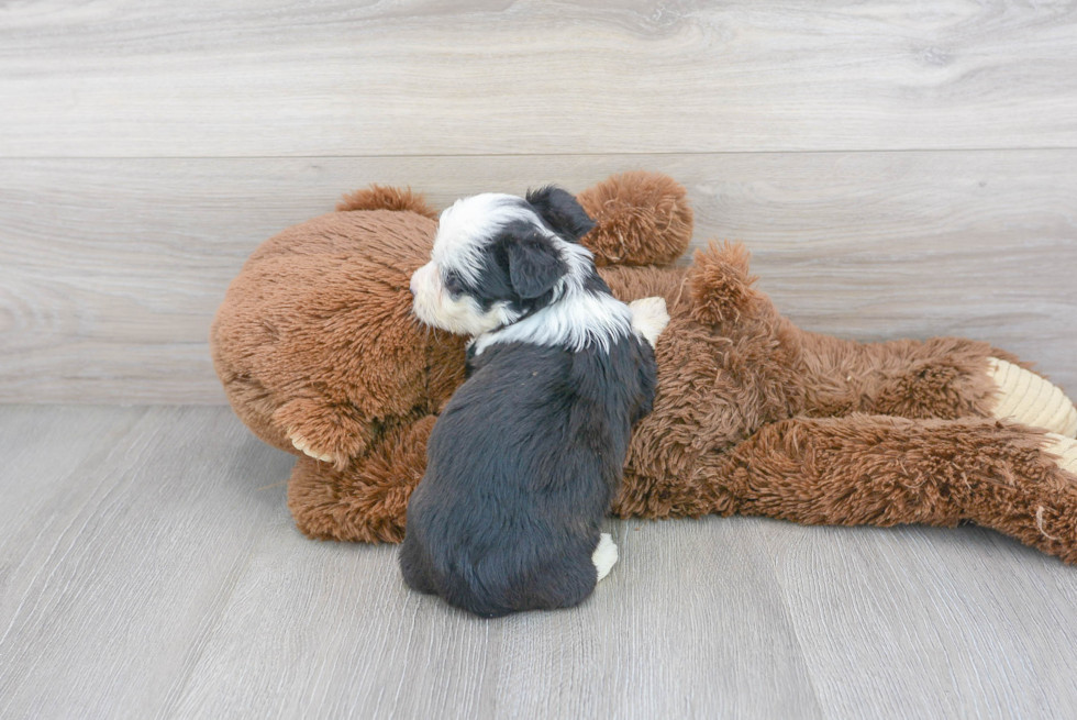Aussiechon Puppy for Adoption