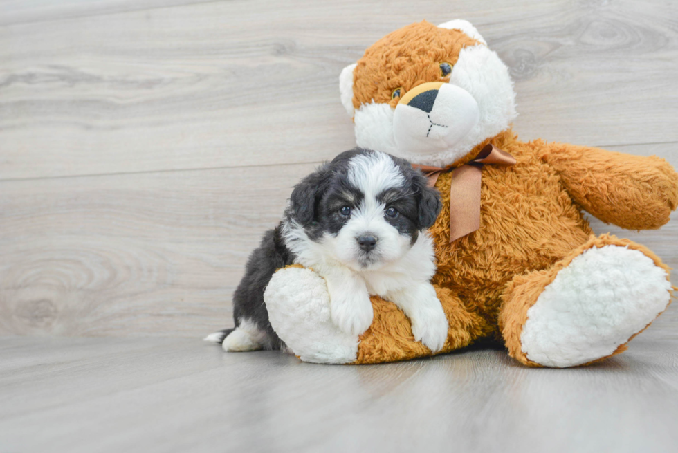 Aussiechon Pup Being Cute