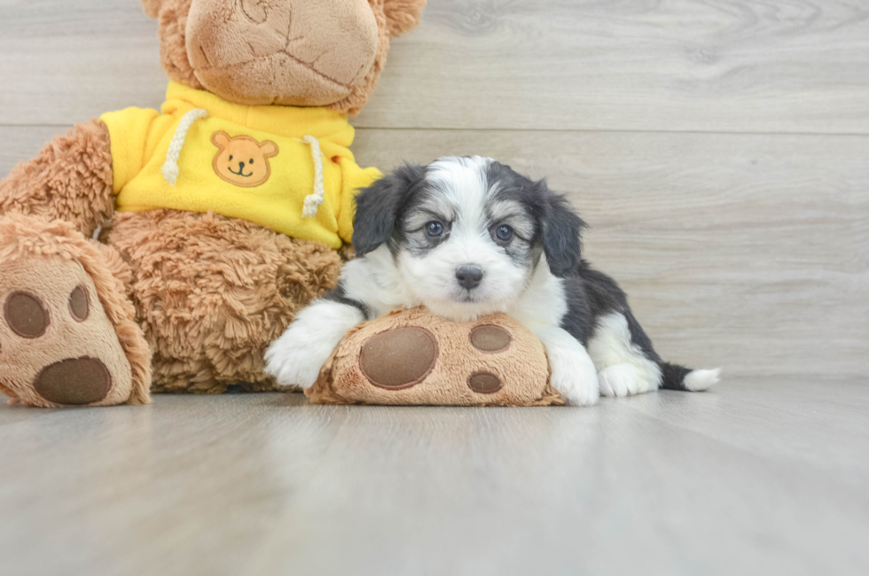 5 week old Aussiechon Puppy For Sale - Premier Pups