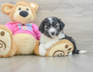 5 week old Aussiechon Puppy For Sale - Premier Pups
