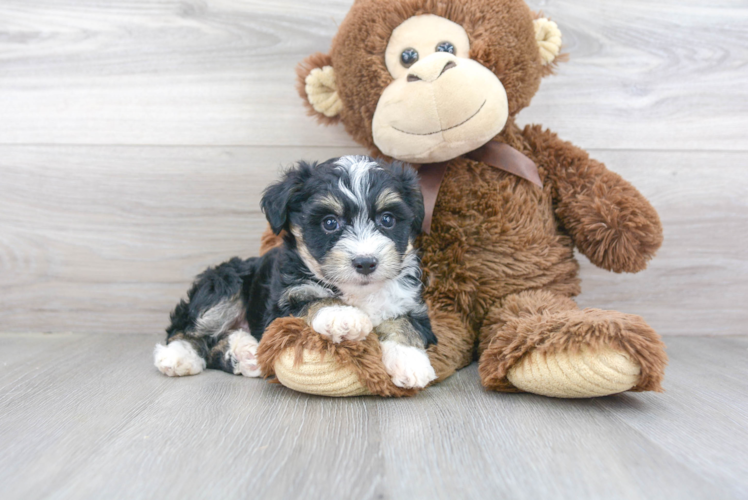 Hypoallergenic Australian Designer Puppy