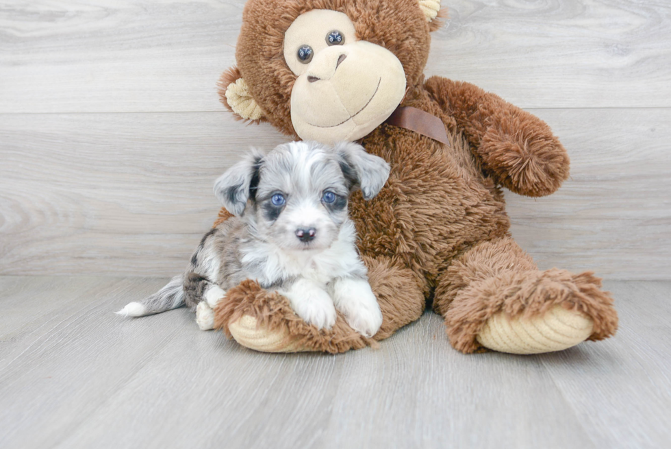 Aussiechon Puppy for Adoption