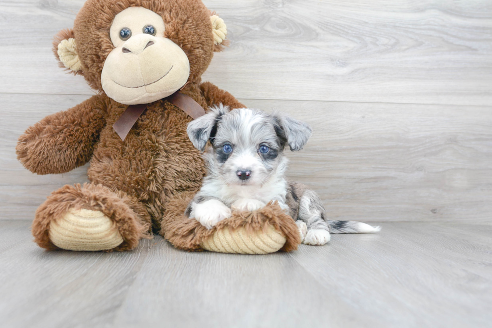 Playful Australian Designer Puppy