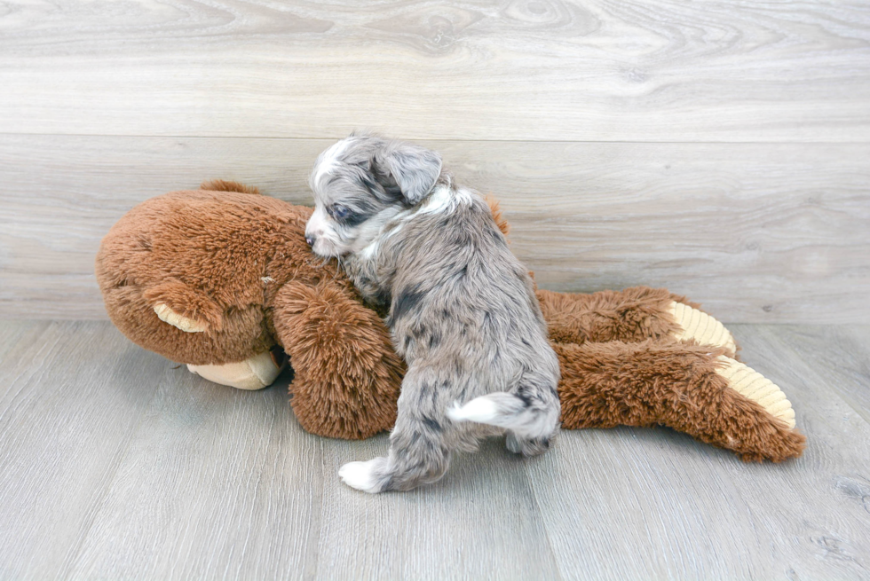 Aussiechon Pup Being Cute