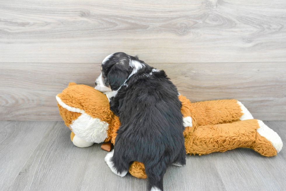 Aussiechon Pup Being Cute