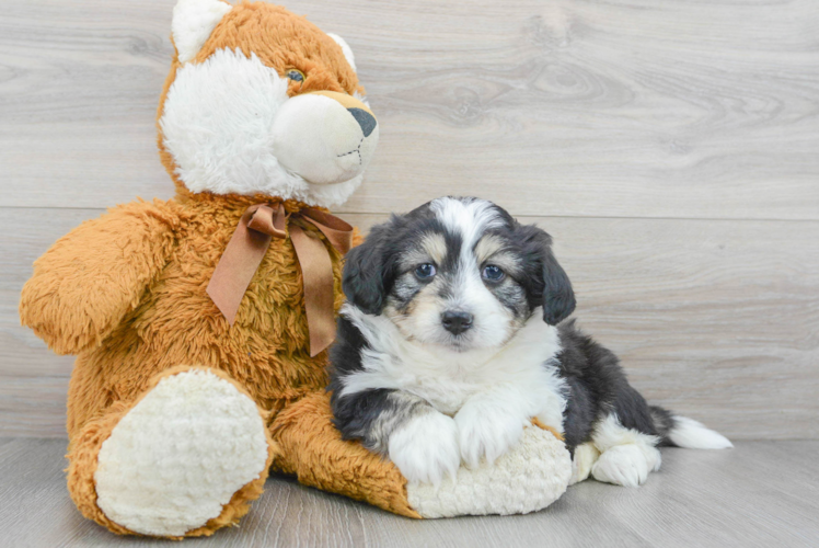 Adorable Australian Designer Puppy