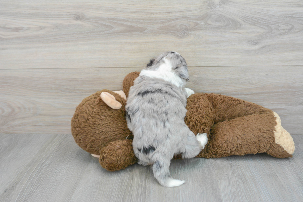 Playful Australian Designer Puppy