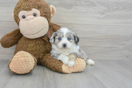 Fluffy Aussiechon Designer Pup