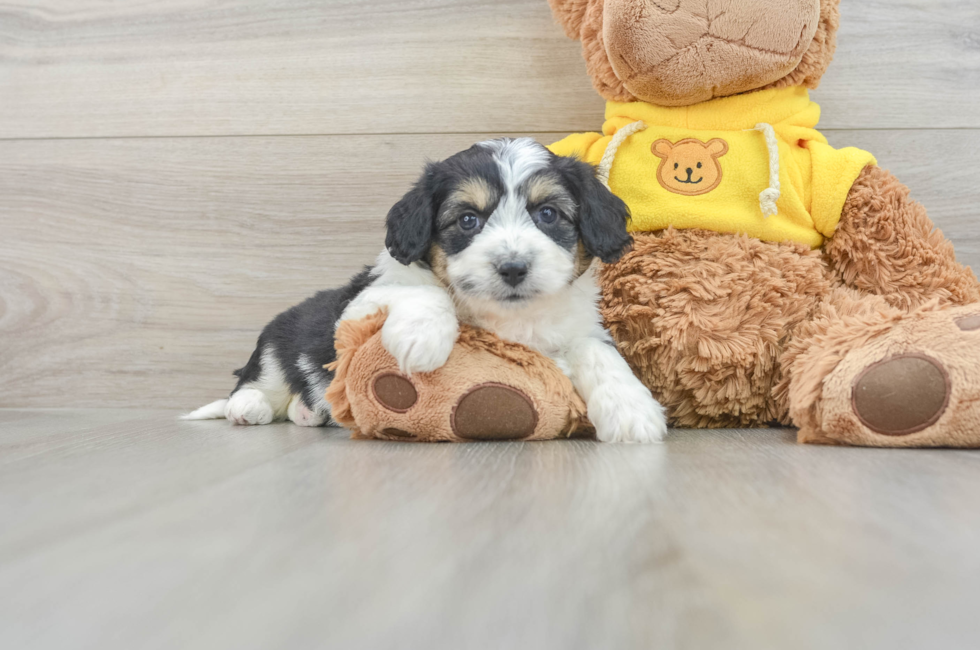 5 week old Aussiechon Puppy For Sale - Premier Pups