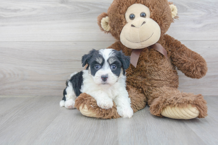 Popular Aussiechon Designer Pup