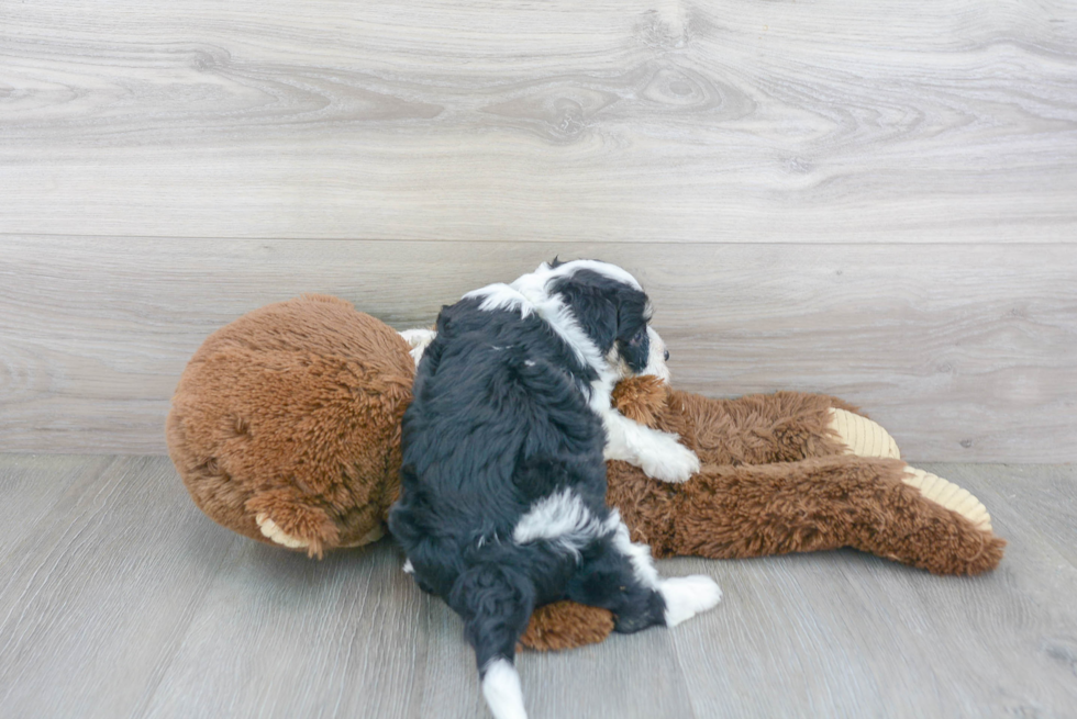 Aussiechon Puppy for Adoption
