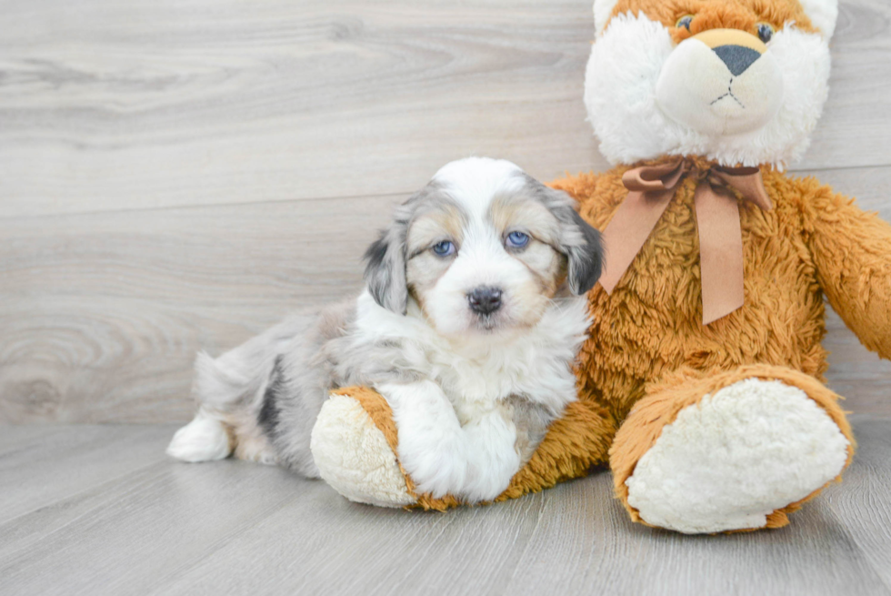 Energetic Australian Designer Puppy