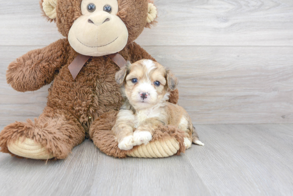 Hypoallergenic Australian Designer Puppy